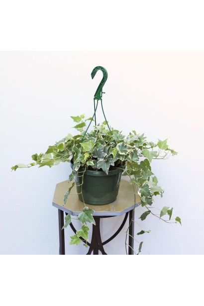 Ліана строката